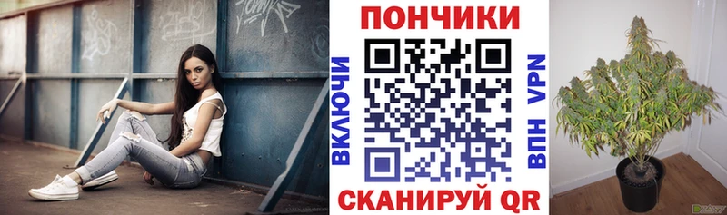 как найти Сегежа Каннабис Amnesia